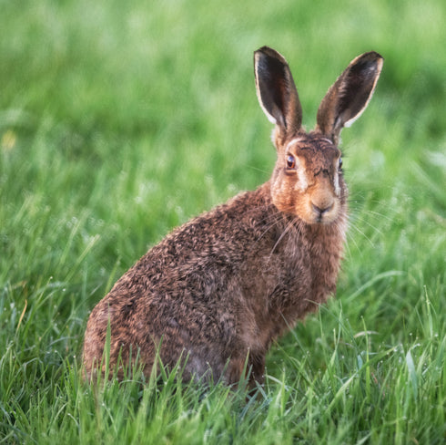 Harry's Whiskers Art Canvas